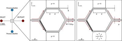 Local vs. Global Blood Flow Modulation in Artificial Microvascular Networks: Effects on Red Blood Cell Distribution and Partitioning